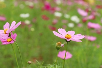 Beautiful cosmos colorful flowers in the garden