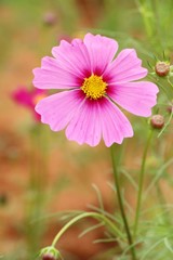 Fototapeta premium Beautiful cosmos colorful flowers in the garden