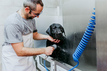 young man washing and cleaning a black labrador in grooming salon. animals clean and healthy concept.