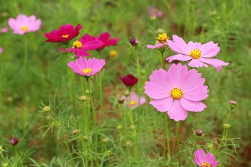 Fototapeta premium Beautiful cosmos colorful flowers in the garden