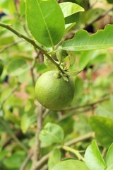 Lemon fruit on the tree with nature