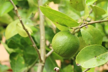 Lemon fruit on the tree with nature