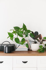 Different houseplants, pile of books and watering can arranged on the wooden shelf