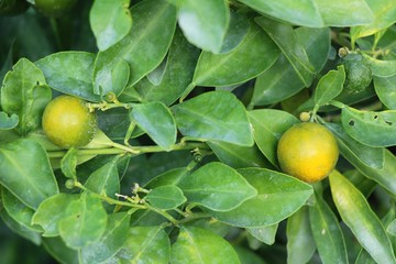 Ripe orange fruit hangs on the tree