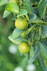 Ripe orange fruit hangs on the tree