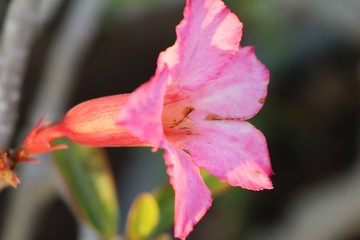 Fototapeta premium Azalea flowers is beautiful in the garden