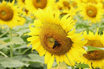 Sunflowers field at beautiful in the garden