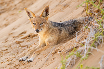 Naklejka na ściany i meble Black-backed Jackal - Canis mesomelas, beautiful young jackal posting in the sand of Namib desert, Walviss Bay, Namibia