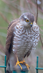 Eurasian sparrowhawk (Accipiter nisus) portrait