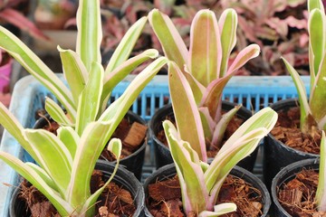 Obraz premium Bromeliad flower in the garden with nature