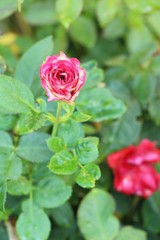 Beautiful roses is blooming in the garden