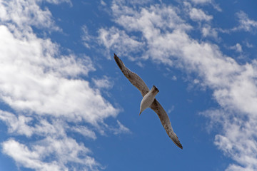 seagull flying out to blue sky with white clouds