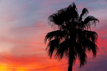 Fototapeta na wymiar silhouette of palm tree in Nice at sunrise