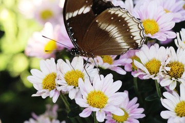 Chrysanthemums flower is beautiful with butterfly in garden