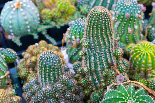 Green Cactus Or Cereus Peruvianus On Plants.