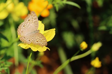 Beautiful colorful flowers with butterfly in garden