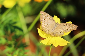 Beautiful colorful flowers with butterfly in garden