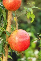 Pomegranate fruit on tree with the nature