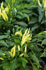 Fresh chilli on tree in the garden