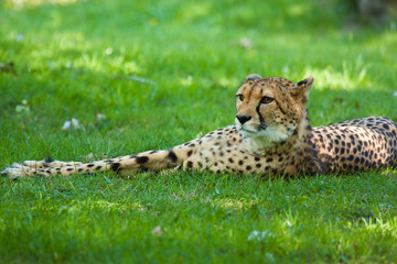 Fototapeta na wymiar Gepard (Acinonyx jubatus)