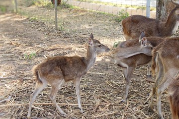 Deer in the zoo with the nature