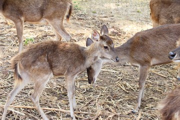 Deer in the zoo with the nature