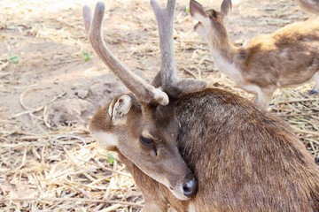 Deer in the zoo with the nature