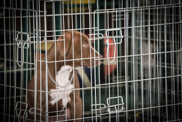 cani in gabbia