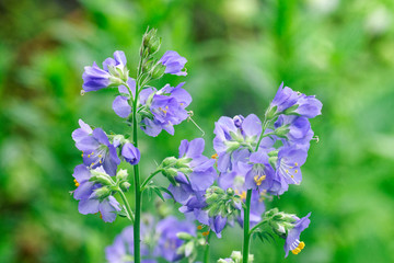 Beautiful flowers in a summer garden. Color scent and vibrancy surrounds you. © Tony and Sally.