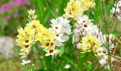 Yelow and white summer flowers.