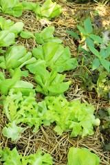 fresh lettuce hydroponics for health in garden