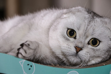 Adorable silver chinchilla Scottish fold cat