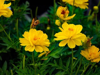 Starbrust  flowers are in the garden.