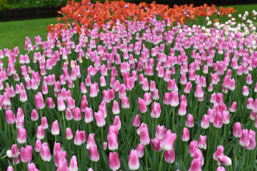 Colorful tulips in spring
