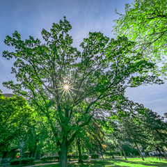 Sunstar shining through a tree in the park