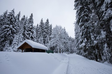 Majestic winter trees glowing by sunlight. Beautiful wintry scene. Beautiful view of traditional wooden mountain cabin in scenic winter wonderland mountain scenery in the Alps