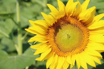 Fototapeta premium Sunflowers field at beautiful in the garden