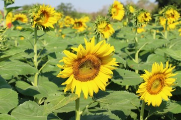 Fototapeta premium Sunflowers field at beautiful in the garden