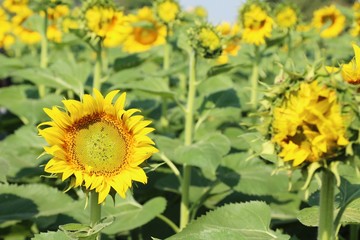 Sunflowers field at beautiful in the garden