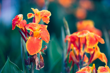 Beautiful orange Yellow canna Lily in vintage style. - obrazy, fototapety, plakaty