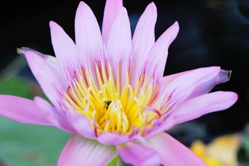 Beautiful lotus in the pond with nature
