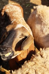 Goats in the farm with the nature