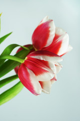 bouquet of red tulips