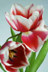 red tulips on white background