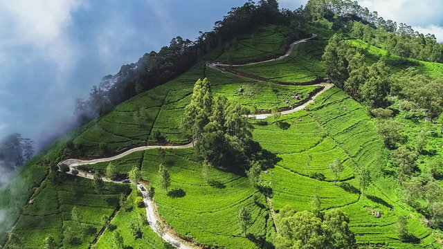 Aerial. Famous green tea plantation landscape view from Lipton's Seat, Haputale, Sri Lanka.