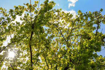 Sun shining through the crown of an oak tree in front of blue sky and some clouds
