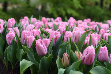 Colorful tulips in spring
