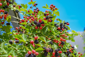 Ripe and unripe blackberries growing on a rooftop garden in Vienna