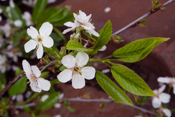  cherry flowers