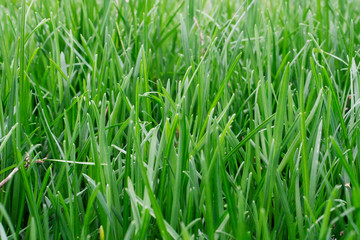 Fototapeta na wymiar green grass 